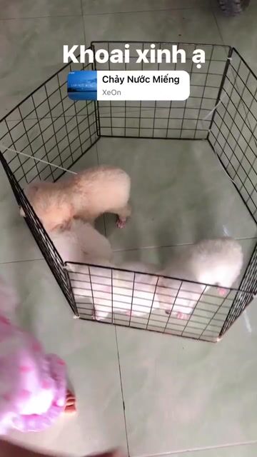 Chó Poodle nhà đẻ. Mua bán Chó tại Quận 8 Tp Hồ Chí Minh được đăng bởi Pé Heo hình 1