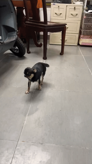 Chó Chihuahua đực 7 tháng tuổi. Mua bán Chó tại Quận Gò Vấp Tp Hồ Chí Minh được đăng bởi Dean Bin hình 1