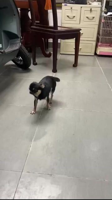 Chó Chihuahua đực 7 tháng tuổi. Mua bán Chó tại Quận Gò Vấp Tp Hồ Chí Minh được đăng bởi Dean Bin hình 1