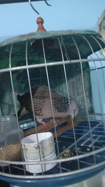 Chim Cu gáy mai lai khách. Mua bán Chim tại Thành phố Long Khánh Đồng Nai được đăng bởi cu gáy mai lai sinh sản Đồng nai  hình 1