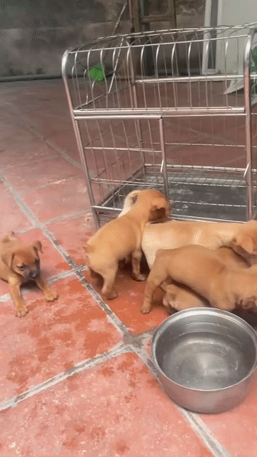 Chó Phốc đực 3 tháng tuổi. Mua bán Chó tại Huyện Thường Tín Hà Nội được đăng bởi Thái Bảo hình 1