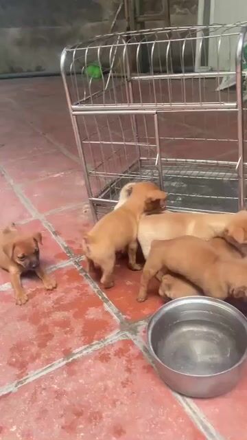 Chó Phốc đực 3 tháng tuổi. Mua bán Chó tại Huyện Thường Tín Hà Nội được đăng bởi Thái Bảo hình 1