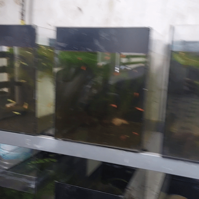 Hồ cá Kính kèm cá. Mua bán Phụ kiện, Thức ăn, Dịch vụ tại Thành phố Buôn Ma Thuột Đắk Lắk được đăng bởi BongS hình 1