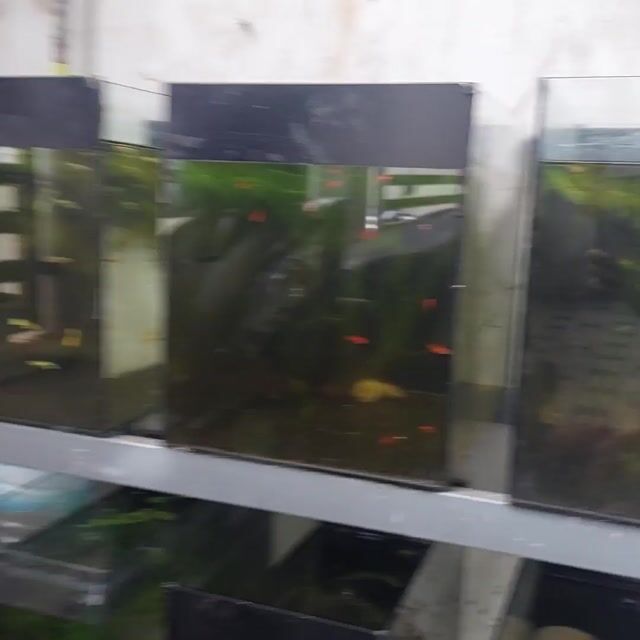 Hồ cá Kính kèm cá. Mua bán Phụ kiện, Thức ăn, Dịch vụ tại Thành phố Buôn Ma Thuột Đắk Lắk được đăng bởi BongS hình 1