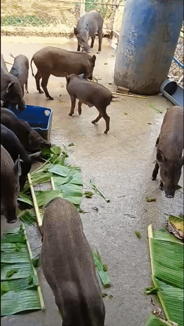 Heo thịt 25-40kg siêu nạc ,bao ngon ❤️❤️❤️. Mua bán Thú cưng khác tại Thành phố Thủ Đức Tp Hồ Chí Minh được đăng bởi chuyên cung cấp gà đông tảo thuần chủng  hình 1
