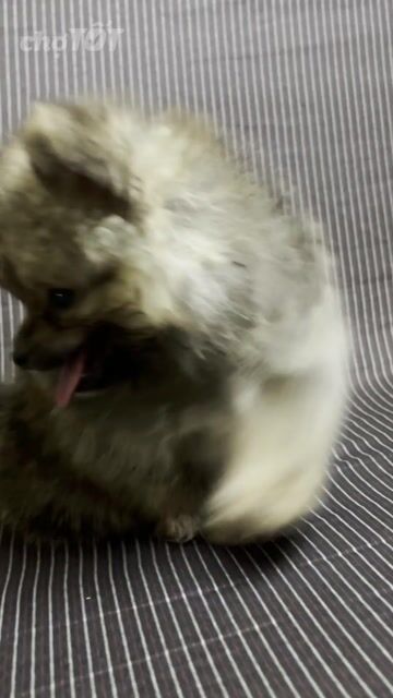 Chó Pomeranian Mini Nâu Cả hai. Mua bán Chó tại Quận 11 Tp Hồ Chí Minh được đăng bởi Ngọc Thạch hình 1