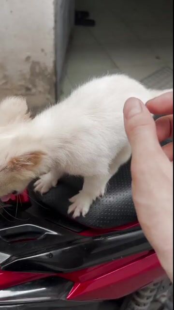 Chihuahua cái lông dài 2.5 tháng tuổi. Mua bán Chó tại Thành phố Thủ Đức Tp Hồ Chí Minh được đăng bởi Nguyễn An Nguyên hình 1