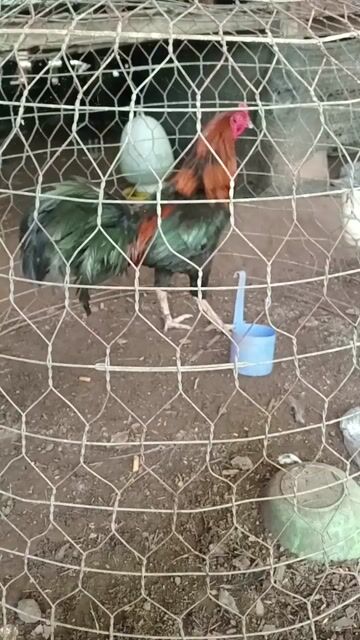 Gà nọc đen đỏ mới đẻ vài trứng. Mua bán Gà tại Huyện Phú Tân An Giang được đăng bởi Ut Nguyen hình 1