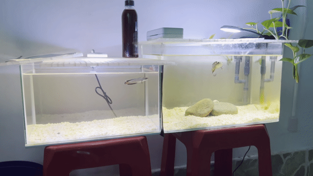 andrao và phdv kèm hồ đèn lọc. Mua bán Phụ kiện, Thức ăn, Dịch vụ tại Quận 4 Tp Hồ Chí Minh được đăng bởi Thiện Euro hình 1