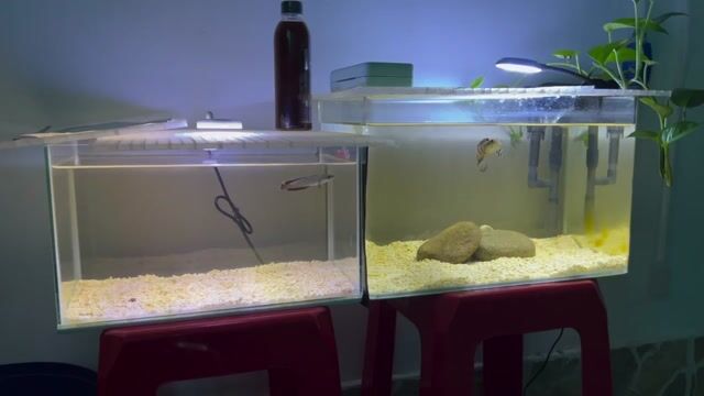 andrao và phdv kèm hồ đèn lọc. Mua bán Phụ kiện, Thức ăn, Dịch vụ tại Quận 4 Tp Hồ Chí Minh được đăng bởi Thiện Euro hình 1
