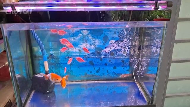 Hồ cá 50x30x40cm có lọc đèn. Mua bán Phụ kiện, Thức ăn, Dịch vụ tại Quận Bình Tân Tp Hồ Chí Minh được đăng bởi Kim Bắc hình 1