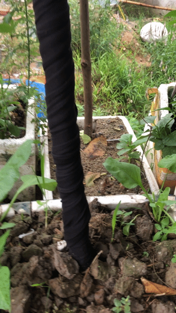 Cây hoa giẻ vàng gần 2m. Mua bán Cây cảnh, đồ trang trí tại Huyện Nông Cống Thanh Hóa được đăng bởi Lich dovan hình 1