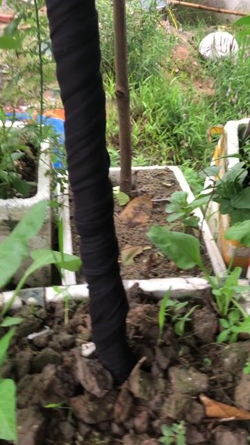 Cây hoa giẻ vàng gần 2m. Mua bán Cây cảnh, đồ trang trí tại Huyện Nông Cống Thanh Hóa được đăng bởi Lich dovan hình 1