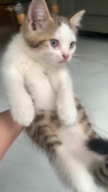 Mèo Anh lông ngắn đực Trắng vằn gần 3 tháng. Mua bán Mèo tại Huyện Nhà Bè Tp Hồ Chí Minh được đăng bởi mac vuong hình 1