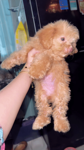 Chó Poodle Lai Nhật Đen & Nâu đen 2 tháng. Mua bán Chó tại Quận 7 Tp Hồ Chí Minh được đăng bởi Almira Tina hình 1