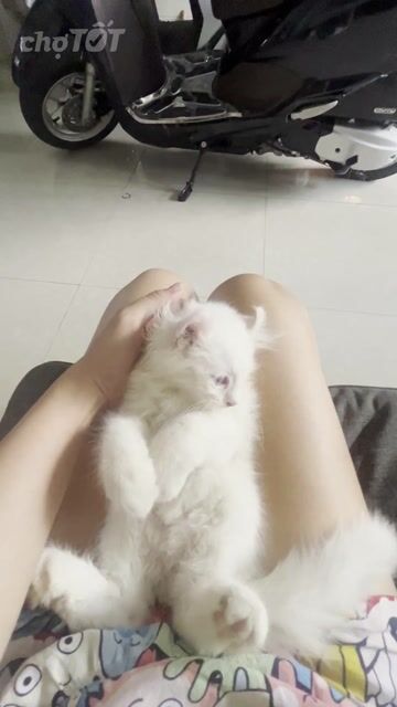 Mèo Mỹ tai xoắn trắng 2 tháng tuổi. Mua bán Mèo tại Huyện Hóc Môn Tp Hồ Chí Minh được đăng bởi Bùi Thị Khánh Ly hình 1
