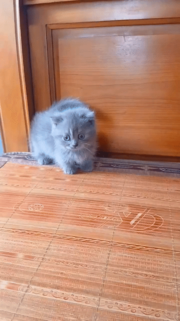 Mèo Munchkin Cái Xám Chân ngắn 2 tháng. Mua bán Mèo tại Quận Lê Chân Hải Phòng được đăng bởi Ching hình 1