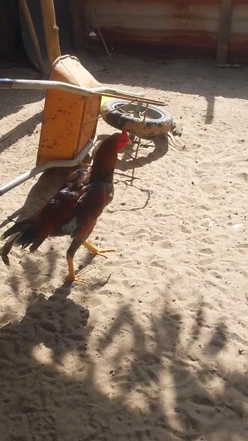 Gà tơ rin. Mua bán Gà tại Quận Ngũ Hành Sơn Đà Nẵng được đăng bởi Tan hung hình 1