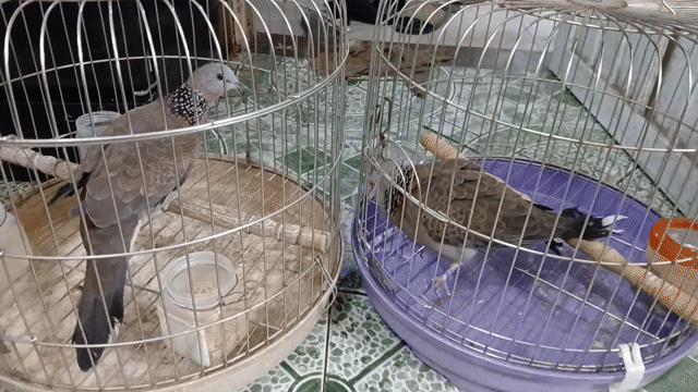 Chim gáy đực gáy suốt ngày. Mua bán Chim tại Huyện Thanh Trì Hà Nội được đăng bởi phát mãi hình 1