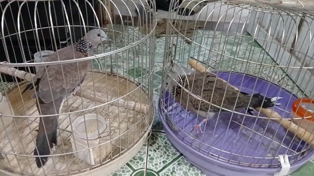 Chim gáy đực gáy suốt ngày. Mua bán Chim tại Huyện Thanh Trì Hà Nội được đăng bởi phát mãi hình 1