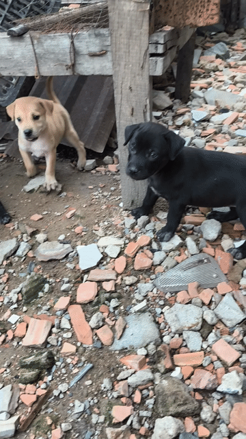 Chó con giống nhỏ vàng nhạt, đen. Mua bán Chó tại Huyện Hóc Môn Tp Hồ Chí Minh được đăng bởi Mai Huynh hình 1