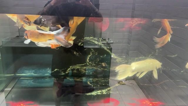 Cá chép phi tần 30-50cm nhiều màu. Mua bán Thú cưng khác tại Quận Gò Vấp Tp Hồ Chí Minh được đăng bởi Nguyễn Anh Tuấn hình 1