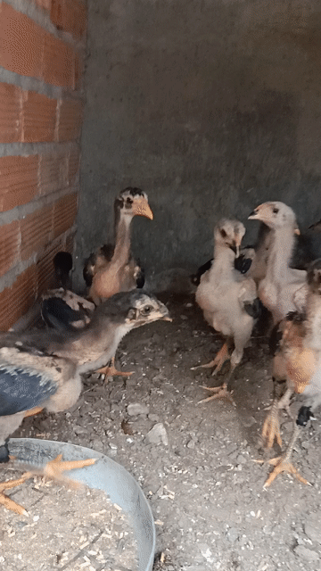 Gà đòn chọi con 2 tháng đã tiêm trống mái. Mua bán Gà tại Thành phố Thuận An Bình Dương được đăng bởi Gà Chọi hình 1