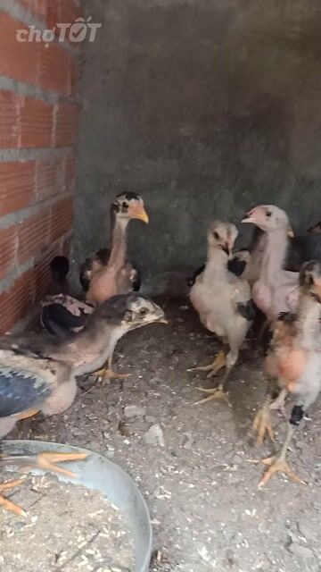 Gà đòn chọi con 2 tháng đã tiêm trống mái. Mua bán Gà tại Thành phố Thuận An Bình Dương được đăng bởi Gà Chọi hình 1