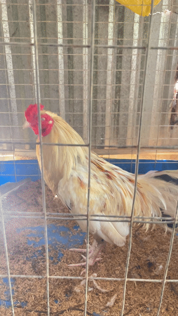 Gà trống 2.5kg. Mua bán Gà tại Thành phố Sóc Trăng Sóc Trăng được đăng bởi TTT hình 1