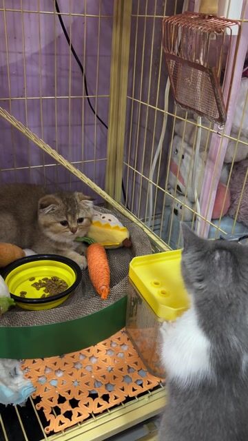 Mèo Golden NY25 cái 2 tháng chân lửng tai cụp. Mua bán Mèo tại Quận Tân Bình Tp Hồ Chí Minh được đăng bởi Dung Nguyen hình 1