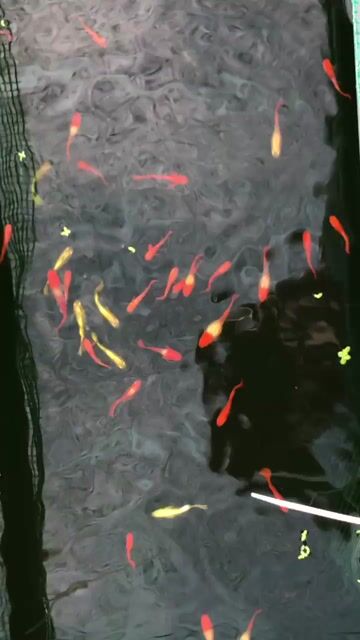 Cá 7 màu Guppy Koi Red Ear. Mua bán Thú cưng khác tại Huyện Xuyên Mộc Bà Rịa - Vũng Tàu được đăng bởi Ichi Ban Fish Farm hình 1