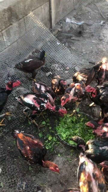 cần bán gà chọi đòn dòng đốc cổ, hầu kiềng đủ loai. Mua bán Gà tại Huyện Củ Chi Tp Hồ Chí Minh được đăng bởi Lê bảo hình 1