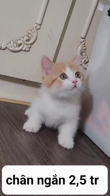 Mèo chân ngắn . Mua bán Mèo tại Quận Hoàng Mai Hà Nội được đăng bởi Linh hình 1