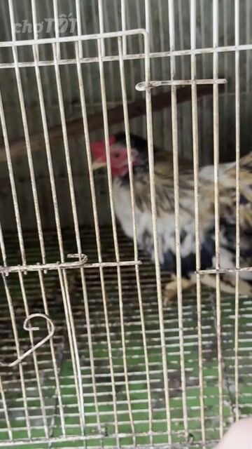 Gà tre kiểng Trắng, đen, đỏ 4-5 lạng. Mua bán Gà tại Thành phố Thuận An Bình Dương được đăng bởi A bui hình 1