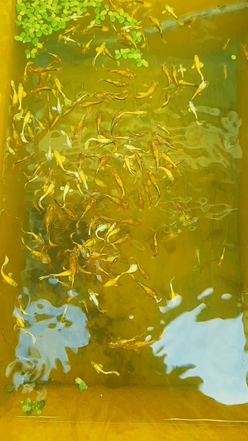 trống full gold gen . Mua bán Thú cưng khác tại Huyện Cần Đước Long An được đăng bởi NHT Vlogs hình 1