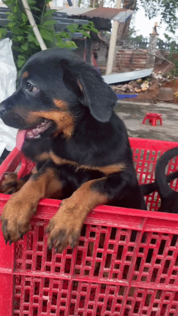 Chó Rottweiler Đực Cái 8kg. Mua bán Chó tại Thành phố Nha Trang Khánh Hòa được đăng bởi Trại Chó Rottweiler Trị An hình 1