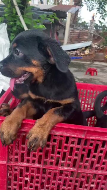 Chó Rottweiler Đực Cái 8kg. Mua bán Chó tại Thành phố Nha Trang Khánh Hòa được đăng bởi Trại Chó Rottweiler Trị An hình 1