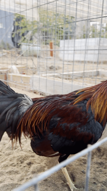Gà Cuban Mỹ 1,4kg. Mua bán Gà tại Huyện Bình Chánh Tp Hồ Chí Minh được đăng bởi MINH MẪN hình 1