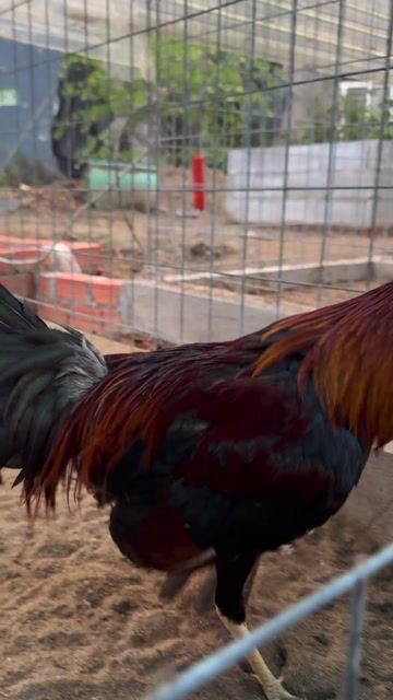 Gà Cuban Mỹ 1,4kg. Mua bán Gà tại Huyện Bình Chánh Tp Hồ Chí Minh được đăng bởi MINH MẪN hình 1