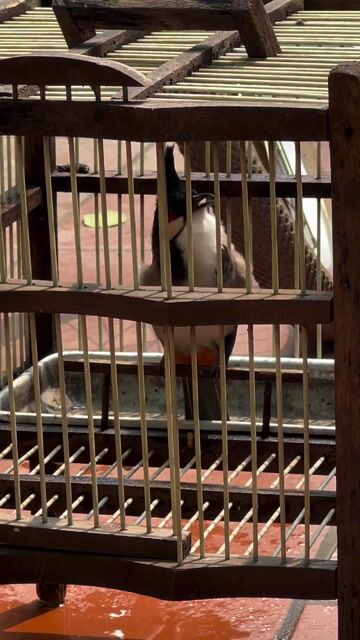 Chim chào mào thuần 90% không tật lỗi. Mua bán Chim tại Huyện Hoài Đức Hà Nội được đăng bởi Hải Phong hình 1