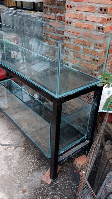 Bể cá cảnh Kính 10 li Mới. Mua bán Phụ kiện, Thức ăn, Dịch vụ tại Thị xã Phú Mỹ Bà Rịa - Vũng Tàu được đăng bởi Pets  hình 1