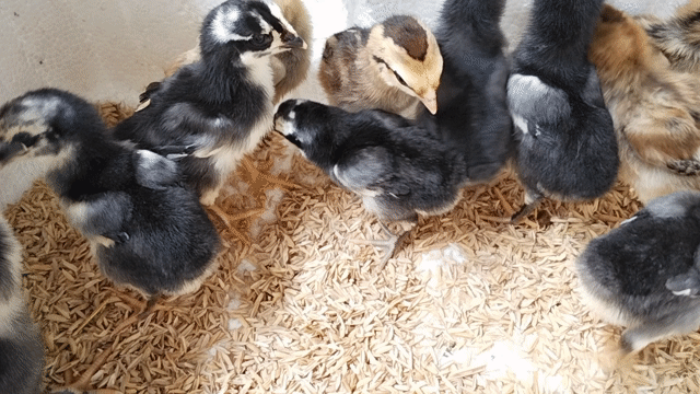 Gà chọi giống Đa màu. Mua bán Gà tại Huyện Đông Sơn Thanh Hóa được đăng bởi Gà Đòn Đông Lĩnh hình 1