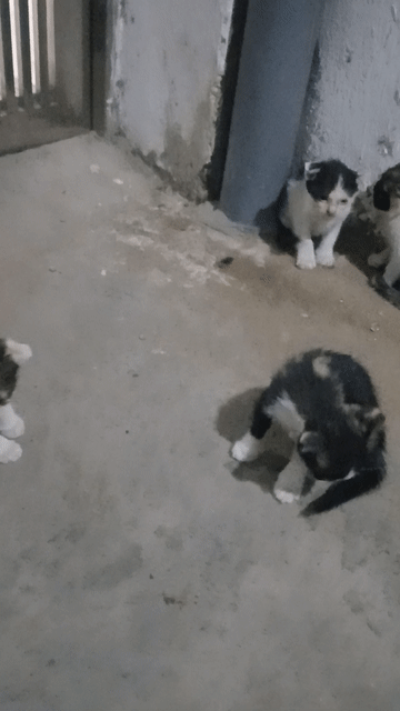 Mèo ta tam thể gần 2 tháng. Mua bán Mèo tại Quận Hai Bà Trưng Hà Nội được đăng bởi Phạm Thị Vinh hình 1