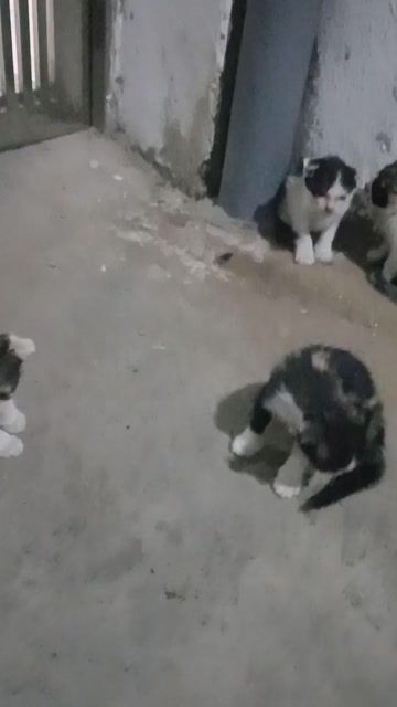 Mèo ta tam thể gần 2 tháng. Mua bán Mèo tại Quận Hai Bà Trưng Hà Nội được đăng bởi Phạm Thị Vinh hình 1