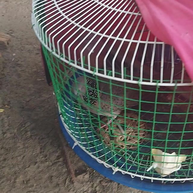 Chim cu gáy trống Nâu Thổ đã nổi. Mua bán Chim tại Quận Bình Tân Tp Hồ Chí Minh được đăng bởi vuong tran hình 1