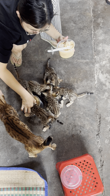 Mèo Bengal. Mua bán Mèo tại Thành phố Biên Hòa Đồng Nai được đăng bởi Trần Việt Hoàng hình 1