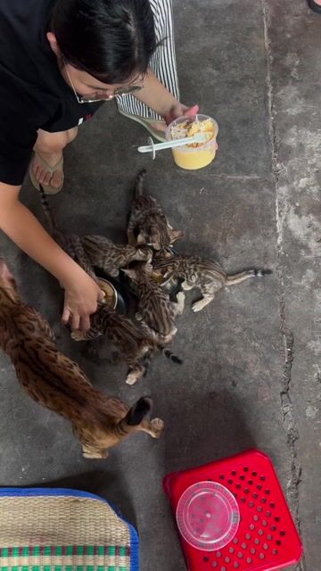 Mèo Bengal. Mua bán Mèo tại Thành phố Biên Hòa Đồng Nai được đăng bởi Trần Việt Hoàng hình 1