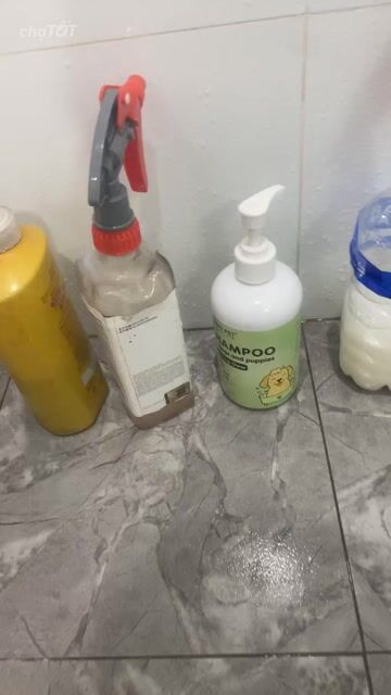 Chó Poodle Cái 11 tháng 3kg Trắng. Mua bán Chó tại Huyện Trảng Bom Đồng Nai được đăng bởi hung dao hình 1