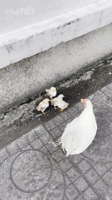 Gà giống nhỏ 15 ngày tuổi 1 mẹ 4 con. Mua bán Gà tại Huyện Châu Thành Kiên Giang được đăng bởi lộc lợi hình 1