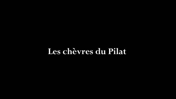 Les chèvres du Pilat